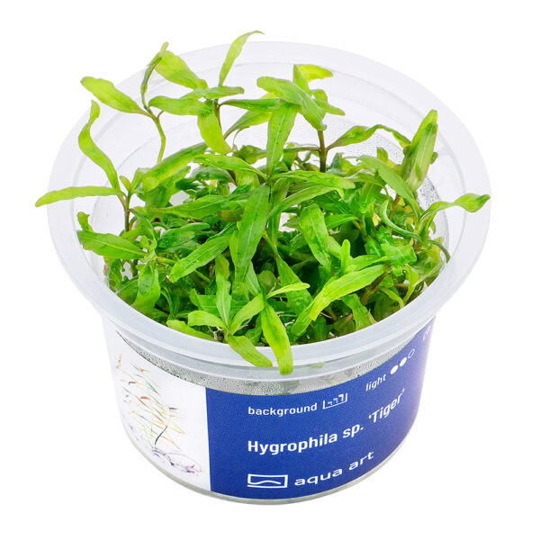 Biljka Hygrophila sp "Tiger" in vitro - Image 2