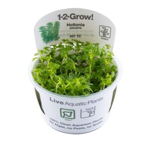 Biljka Hottonia palustris in vitro Tropica