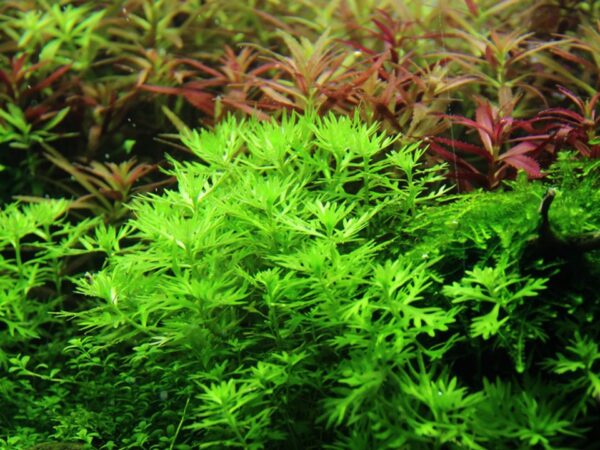 Biljka Hottonia palustris in vitro Tropica - Image 4