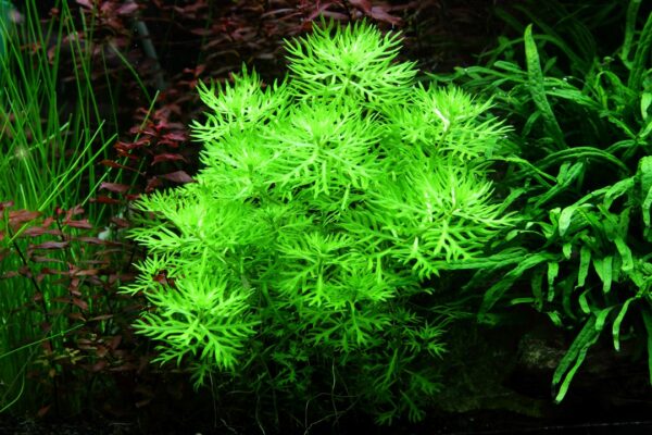 Biljka Hottonia palustris in vitro Tropica - Image 3
