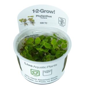Biljka Phyllanthus fluitans Tropica