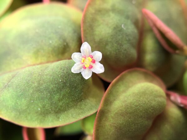 Biljka Phyllanthus fluitans Tropica - Image 3