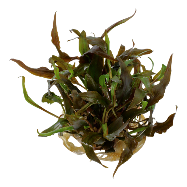 Biljka Cryptocoryne undulata "Broad leaf" in vitro  Tropica - Image 2