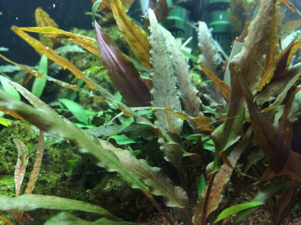 Biljka Cryptocoryne undulata "Broad leaf" in vitro  Tropica - Image 3