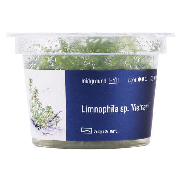 Biljka Limnophila sp "Vietnam" in vitro - Image 2