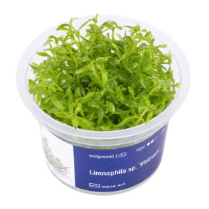 Biljka Limnophila sp "Vietnam" in vitro