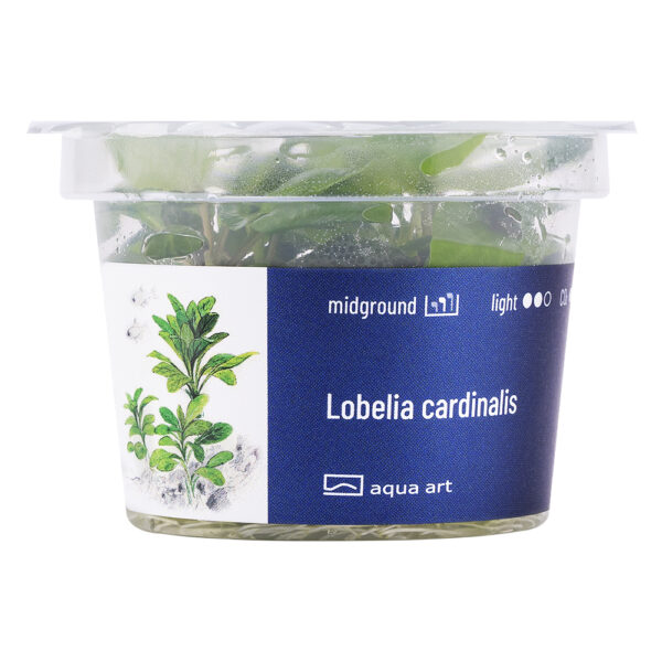 Biljka Lobelia cardinalis in vitro - Image 2