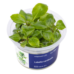 Biljka Lobelia cardinalis in vitro