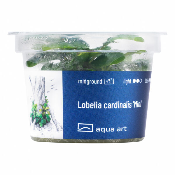 Biljka Lobelia cardinalis "mini" in vitro - Image 2