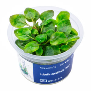 Biljka Lobelia cardinalis "mini" in vitro