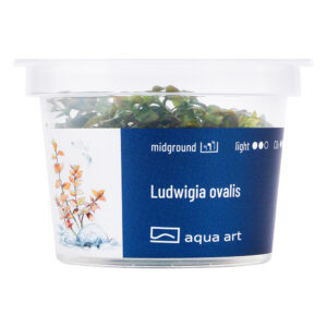 Biljka Ludwigia ovalis in vitro