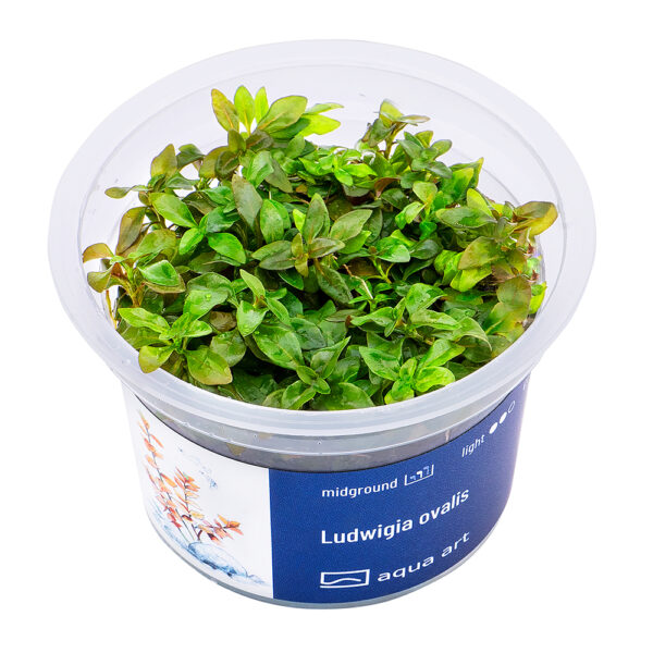 Biljka Ludwigia ovalis in vitro - Image 2