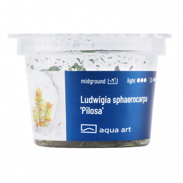 Biljka Ludwigia sphaerocarpa "Pilosa" in vitro - Image 2