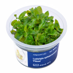 Biljka Ludwigia sphaerocarpa "Pilosa" in vitro