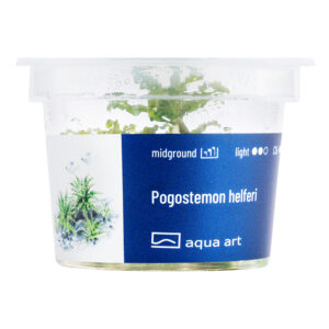 Biljka Pogostemon helferii in vitro