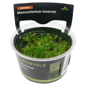 Biljka Monosolenium tenerum in vitro Stoffels