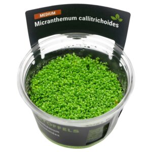 Biljka Micranthemum callitrichoides in vitro