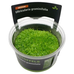 Biljka Utricularia graminifolia in vitro Stoffels
