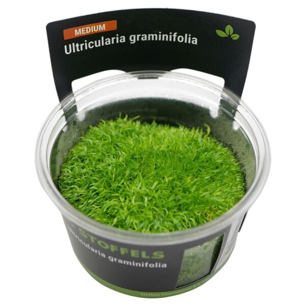 Biljka Utricularia graminifolia in vitro Stoffels