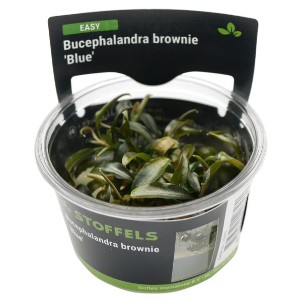 Biljka Bucephalandra brownie Blue in vitro