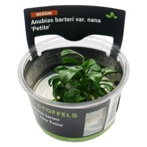 Biljka Anubias barteri Petite in vitro