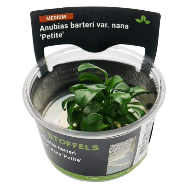 Biljka Anubias barteri Petite in vitro