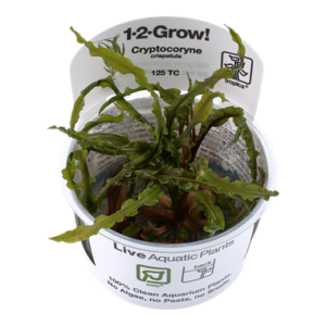 Biljka Cryptocoryne crispatula in vitro Tropica