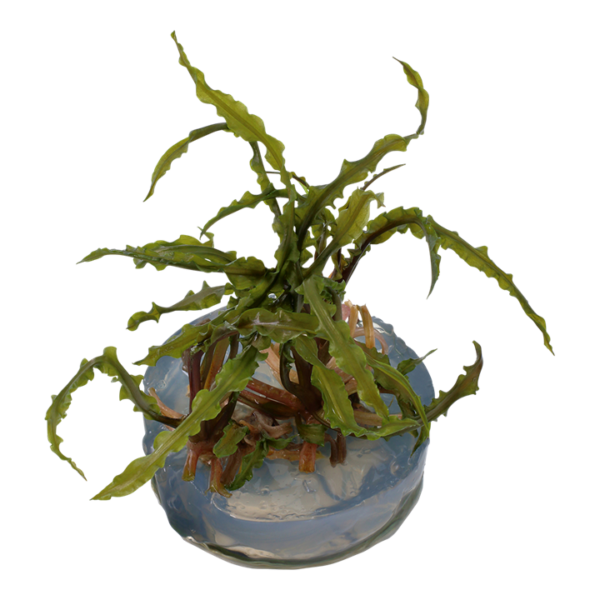 Biljka Cryptocoryne crispatula in vitro Tropica - Image 2