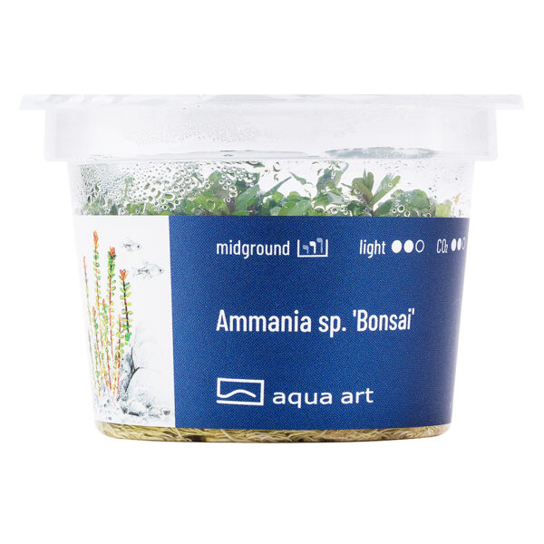 Biljka Ammania sp "Bonsai" in vitro - Image 2