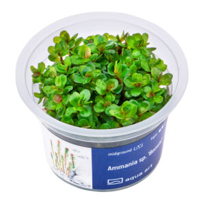 Biljka Ammania sp "Bonsai" in vitro