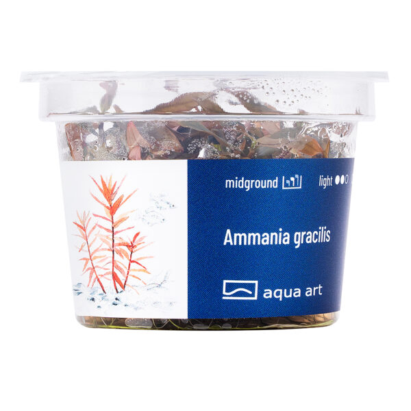 Biljka Ammania sp gracilis in vitro - Image 2
