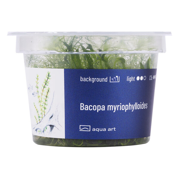 Biljka Bacopa myriophylloides in vitro - Image 2