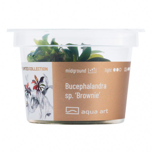 Biljka Bucephalandra sp "Brownie" in vitro - Image 2