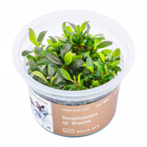Biljka Bucephalandra sp "Brownie" in vitro
