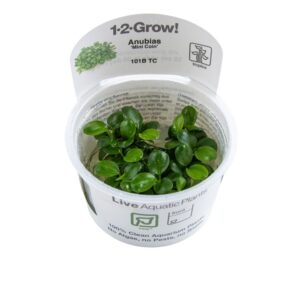Biljka Anubias barteri "Mini coin" Tropica
