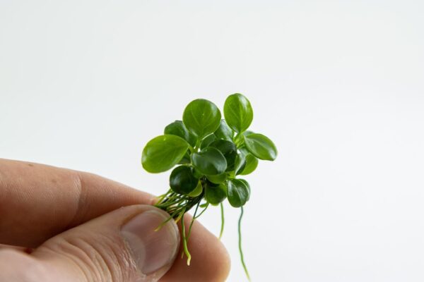 Biljka Anubias barteri "Mini coin" Tropica - Image 2