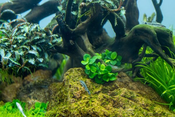 Biljka Anubias barteri "Mini coin" Tropica - Image 3