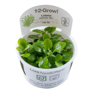 Biljka Lobelia cardinalis in vitro Tropica