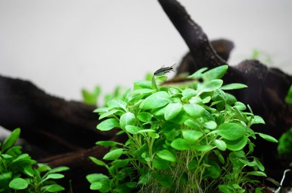 Biljka Lobelia cardinalis in vitro Tropica - Image 4