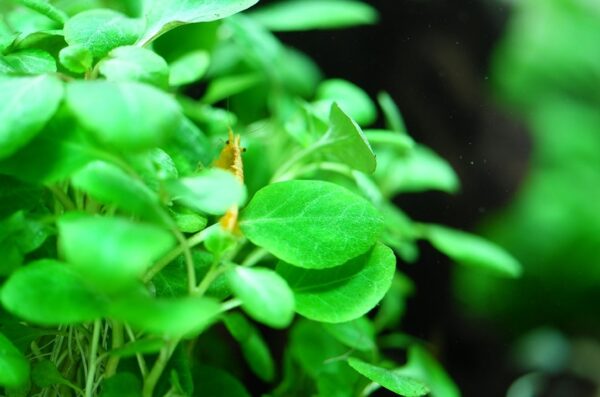 Biljka Lobelia cardinalis in vitro Tropica - Image 3