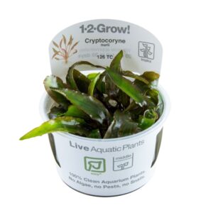 Biljka Cryptocoryne nurii in vitro Tropica