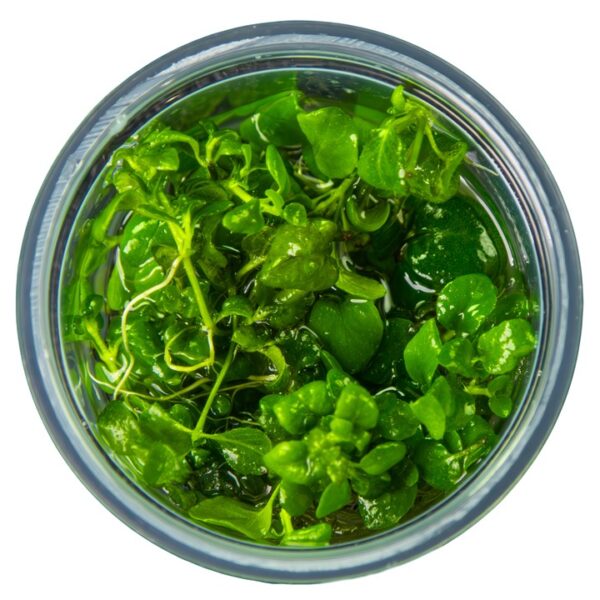 Biljka Hygrophila serpyllum in vitro Tropica - Image 2