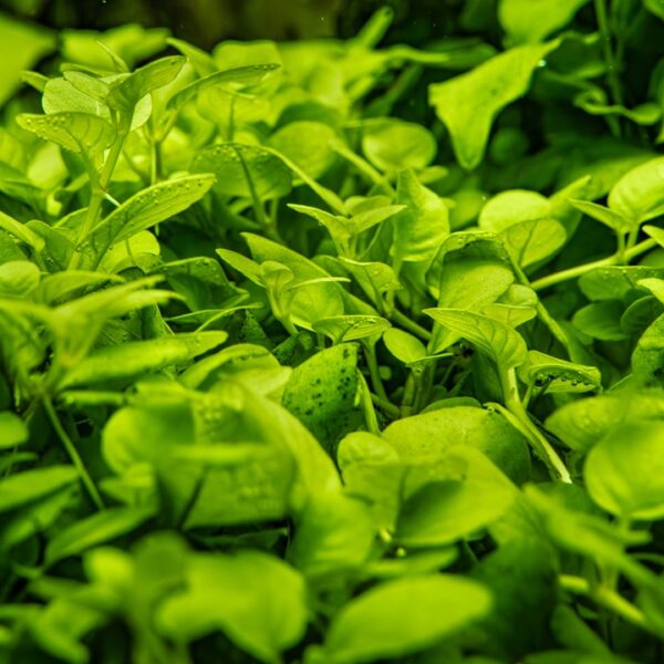 Biljka Hygrophila serpyllum in vitro Tropica - Image 4