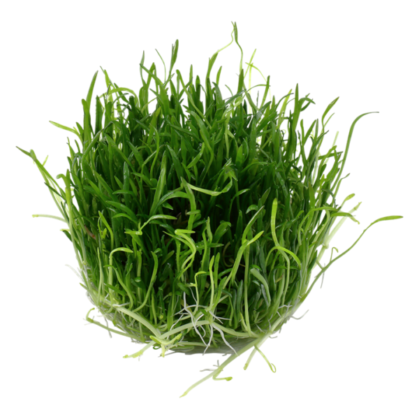 Biljka Lilaeopsis brasiliensis in vitro Tropica - Image 2
