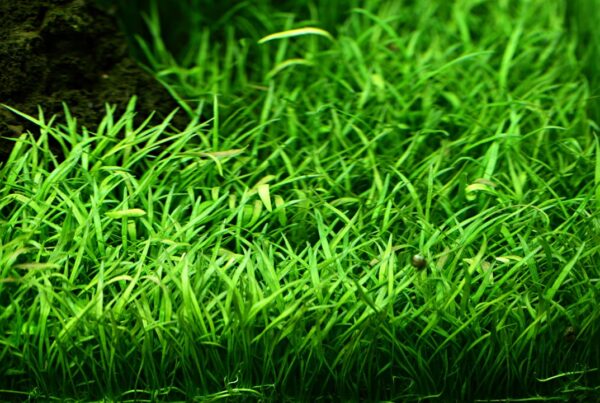 Biljka Lilaeopsis brasiliensis in vitro Tropica - Image 3