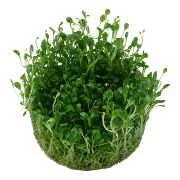 Biljka Glossostigma elatonides in vitro Tropica - Image 2