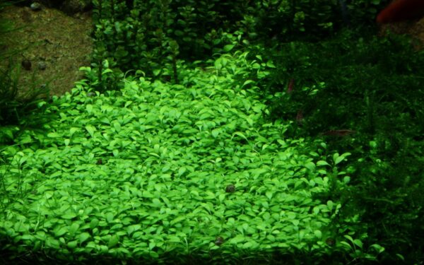 Biljka Glossostigma elatonides in vitro Tropica - Image 4