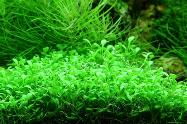 Biljka Glossostigma elatonides in vitro Tropica - Image 3