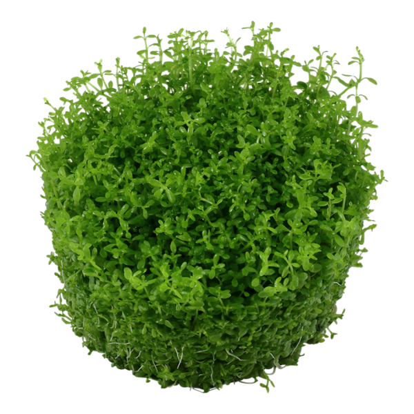 Biljka Micranthemum callitrichoides "Cuba" Tropica - Image 2