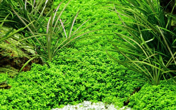 Biljka Micranthemum callitrichoides "Cuba" Tropica - Image 3